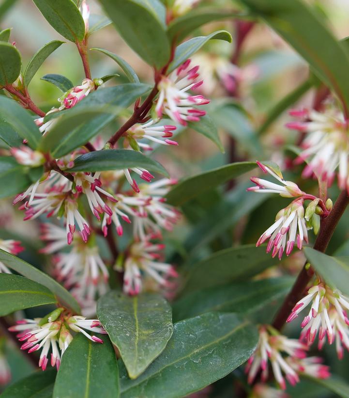 SARCOCOCCA HOOKERIANA `SWEET & LO`