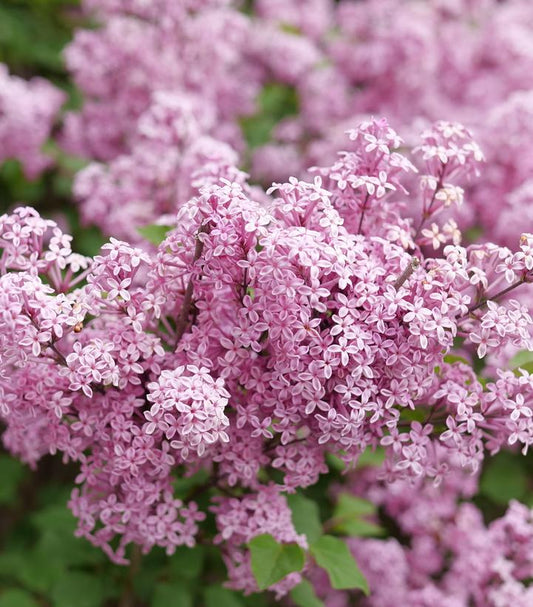 SYRINGA X BLOOMERANG `PURPINK`