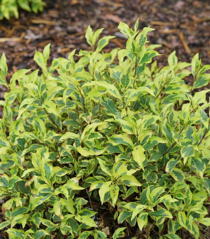 WEIGELA FLORIDA `BUBBLY WINE`