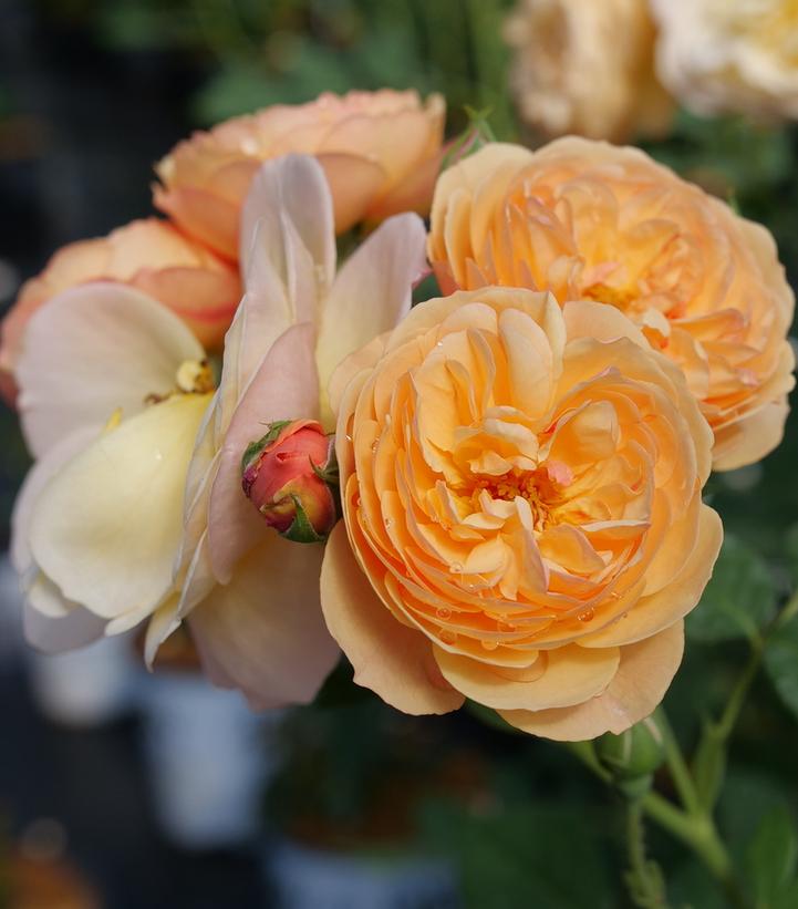 ROSA FLAVORETTE `HONEY APRICOT`