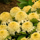 ECHINACEA DOUBLE CODED `BUTTER PECAN`