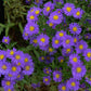 ASTER `KICKIN PURPLE`