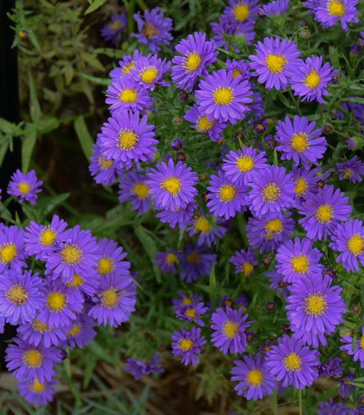 ASTER `KICKIN PURPLE`