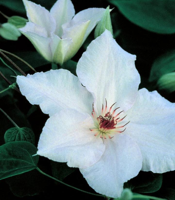CLEMATIS `SNOW QUEEN`