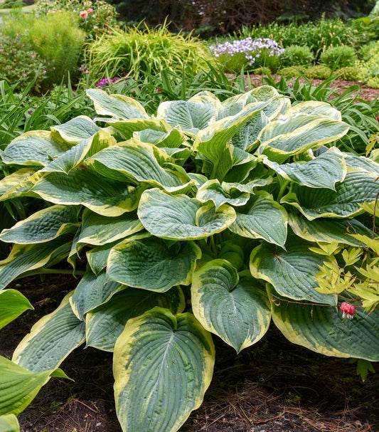 HOSTA SHADOWLAND `GIGANTOSAURUS`