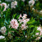 RHODODENDRON MICRANTHA `BLOOMBUX MAGENTA`