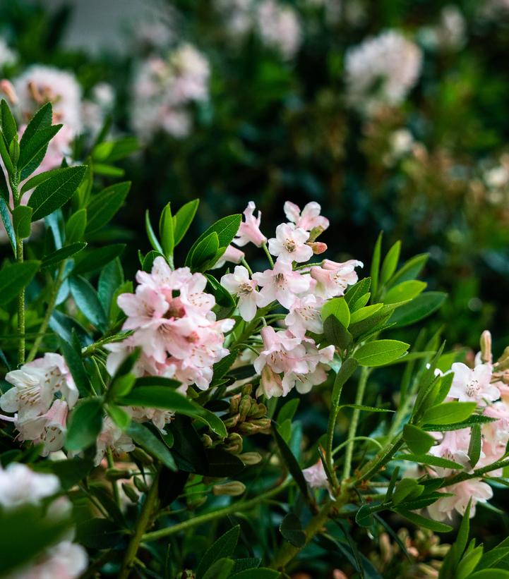 RHODODENDRON MICRANTHA `BLOOMBUX MAGENTA`