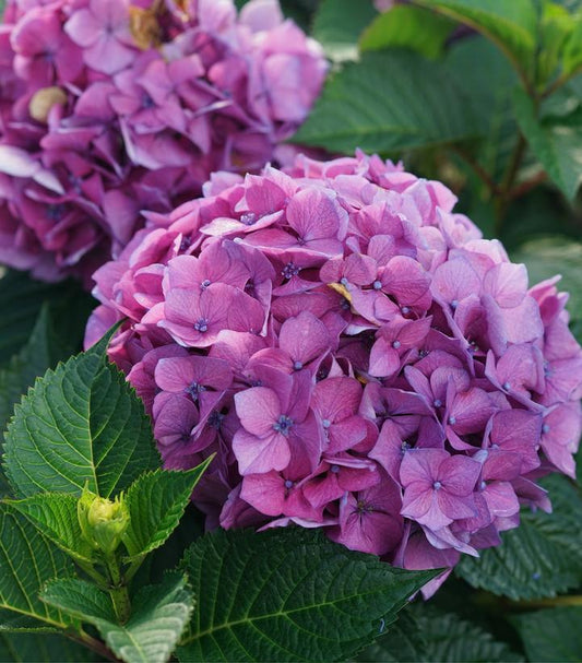 HYDRANGEA M L.D. `LOVABLE`