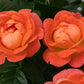 ROSA `ORANGE GLOW KNOCK OUT`