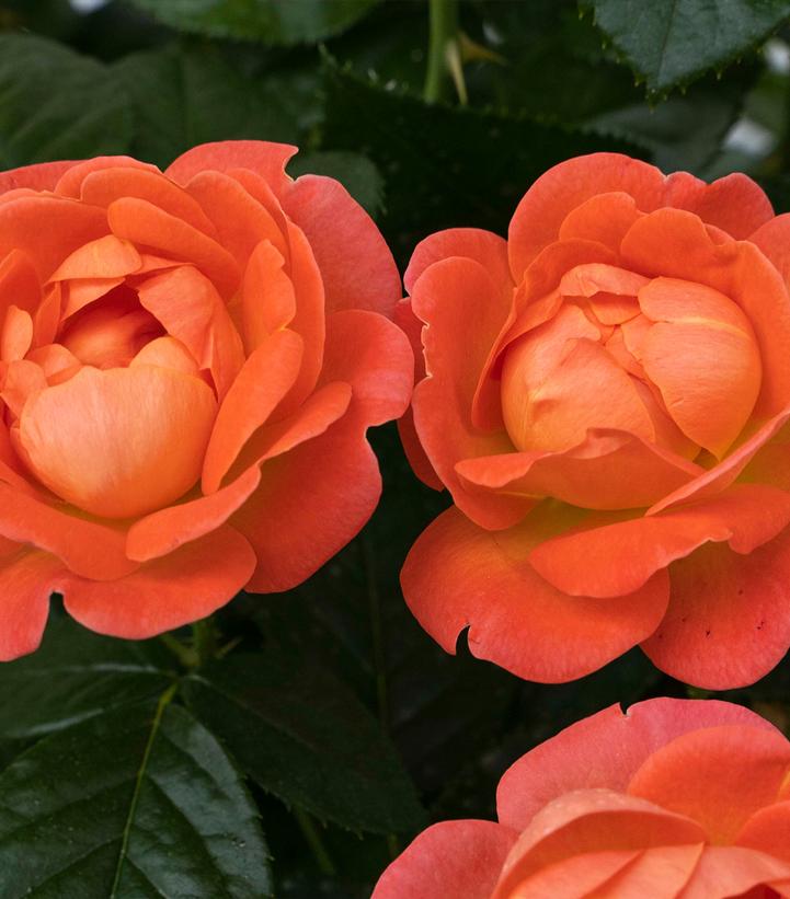 ROSA `ORANGE GLOW KNOCK OUT`