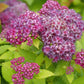 SPIRAEA JAPONICA DOUBLE PLAY `DOLLY`