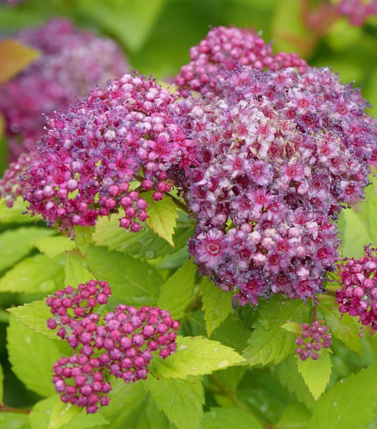 SPIRAEA JAPONICA DOUBLE PLAY `DOLLY`