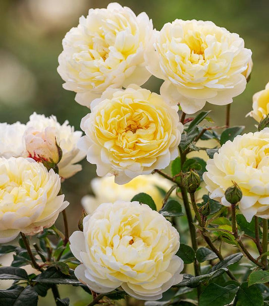 ROSA `NYE BEVAN`
