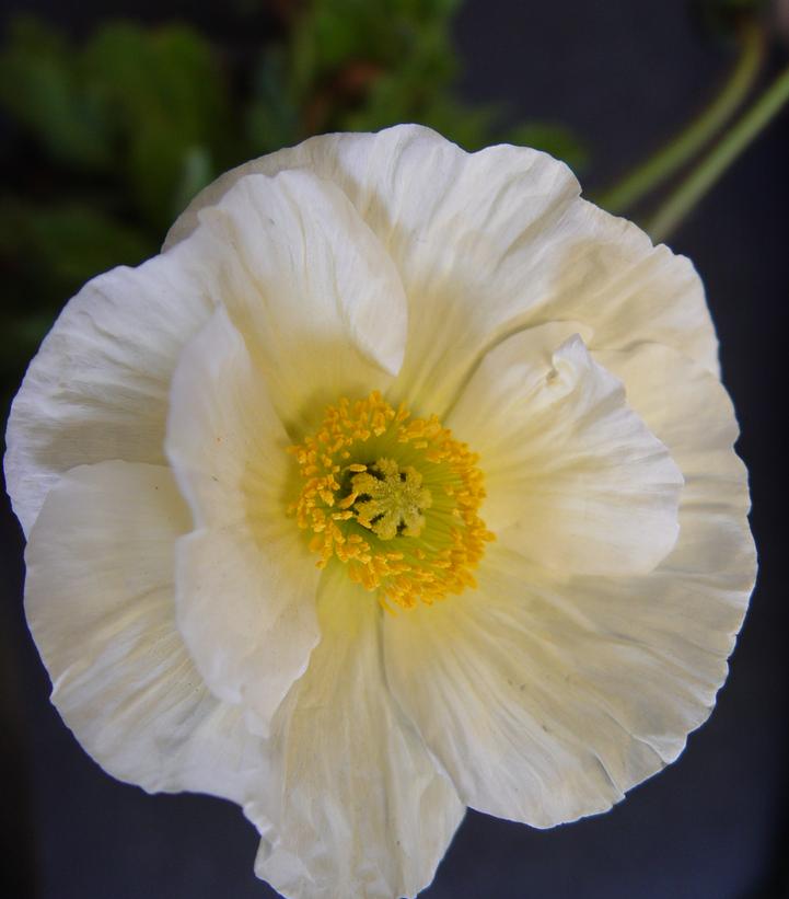 PAPAVER `GARDEN GNOME`