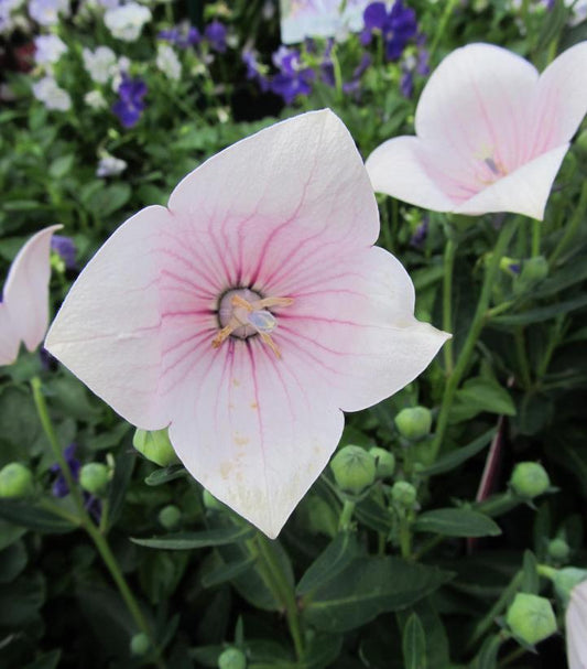 PLATYCODON GRANDIFLORUS `ASTRA WHITE`