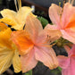 AZALEA `GARDEN RAINBOW`