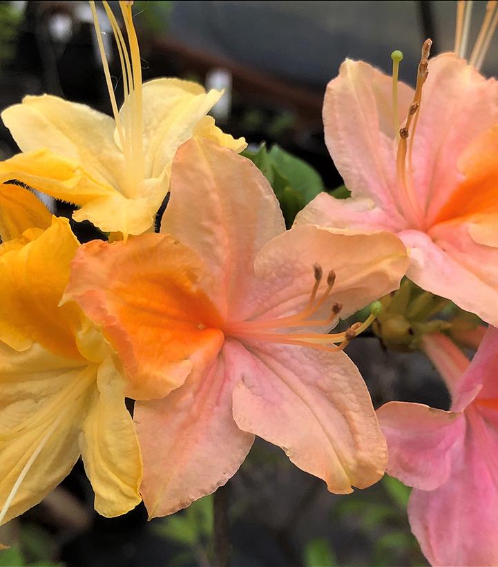 AZALEA `GARDEN RAINBOW`