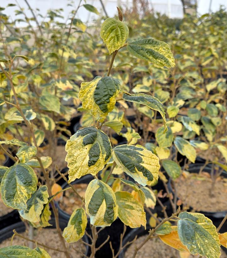 HAMAMELIS VIRGINIANA `LITTLE PROSPECT`