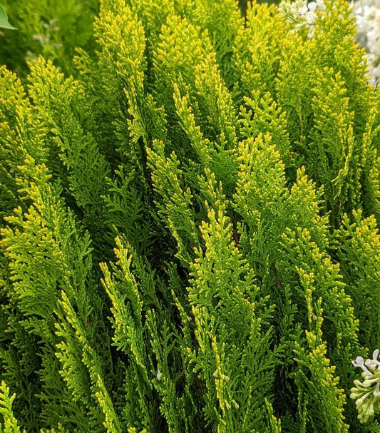 THUJA ORIENTALIS `MORGAN`