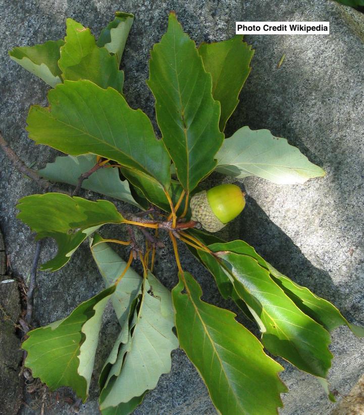 QUERCUS PRINUS