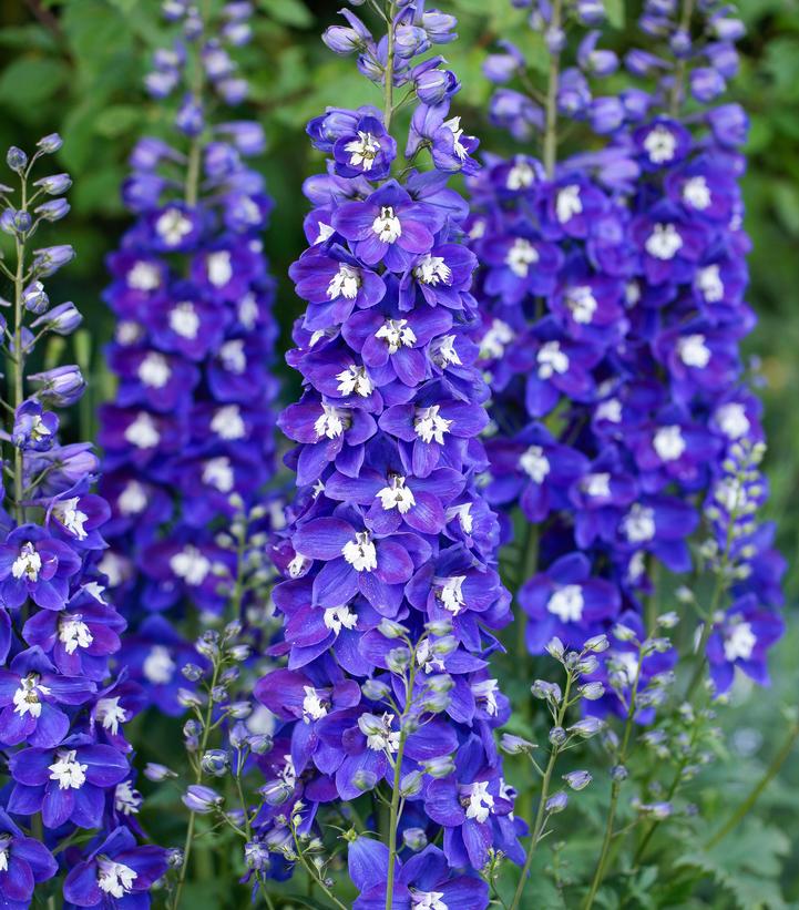 DELPHINIUM DELGENIUS `BLUE FABULOSA` (BLUE)