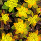 EUPHORBIA POLYCHROMA `BONFIRE`