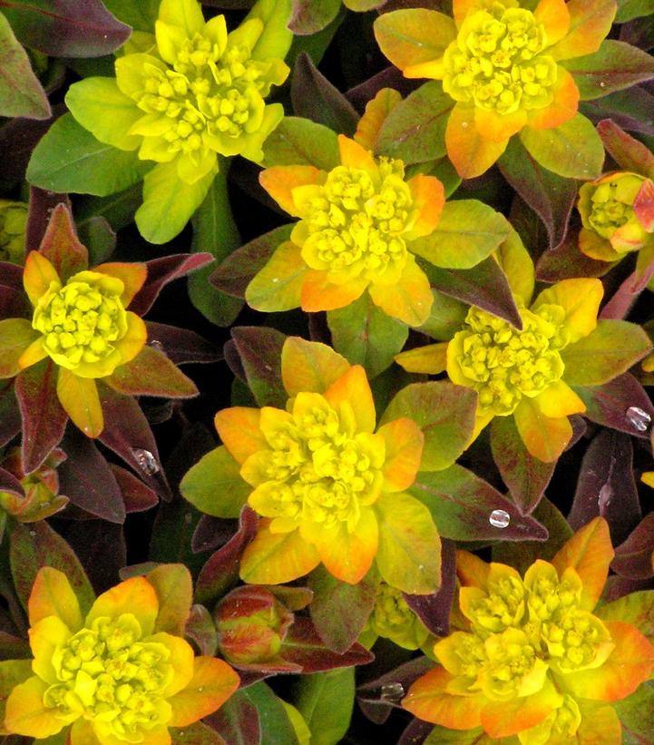 EUPHORBIA POLYCHROMA `BONFIRE`