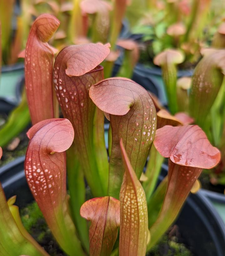 SARRACENIA `BUG BAT`