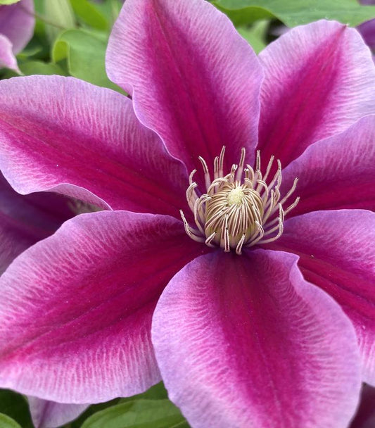 CLEMATIS `POSEIDON` (MUST SLEEVE)