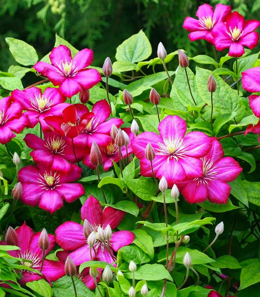 CLEMATIS `ROGUE CARDINAL`