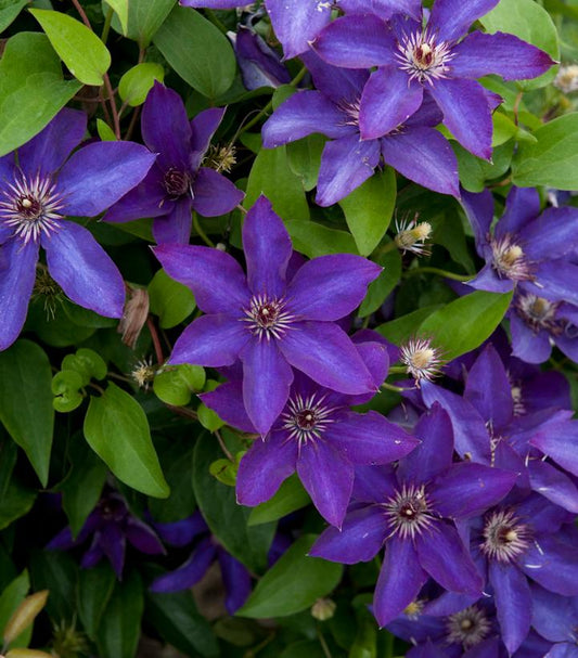 CLEMATIS `THE PRESIDENT`