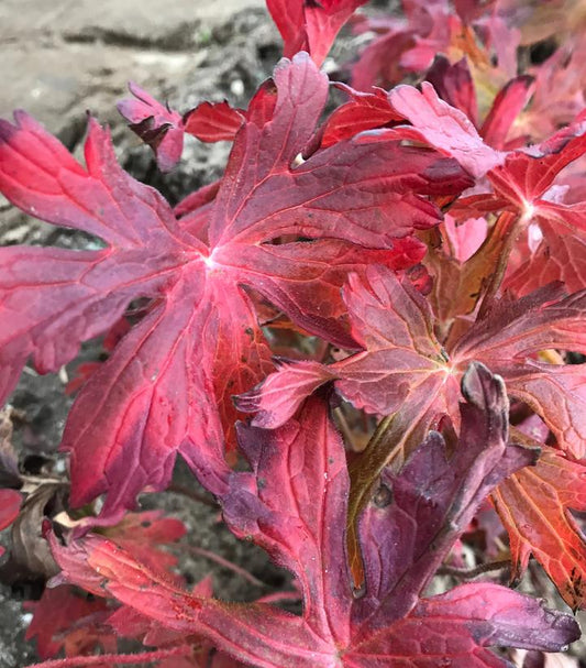 GERANIUM MACULATUM `CRANE DANCE`