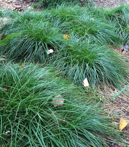 CAREX DIVULSA