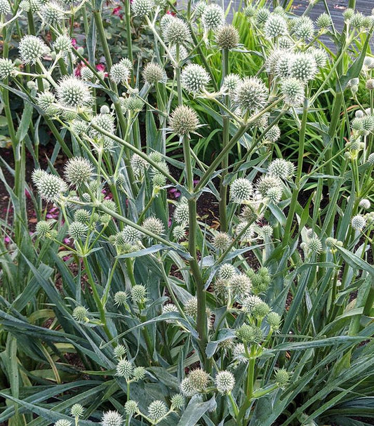 ERYNGIUM YUCCIFOLIUM