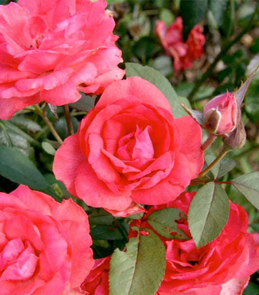 ROSA `TAHITIAN TREASURE`