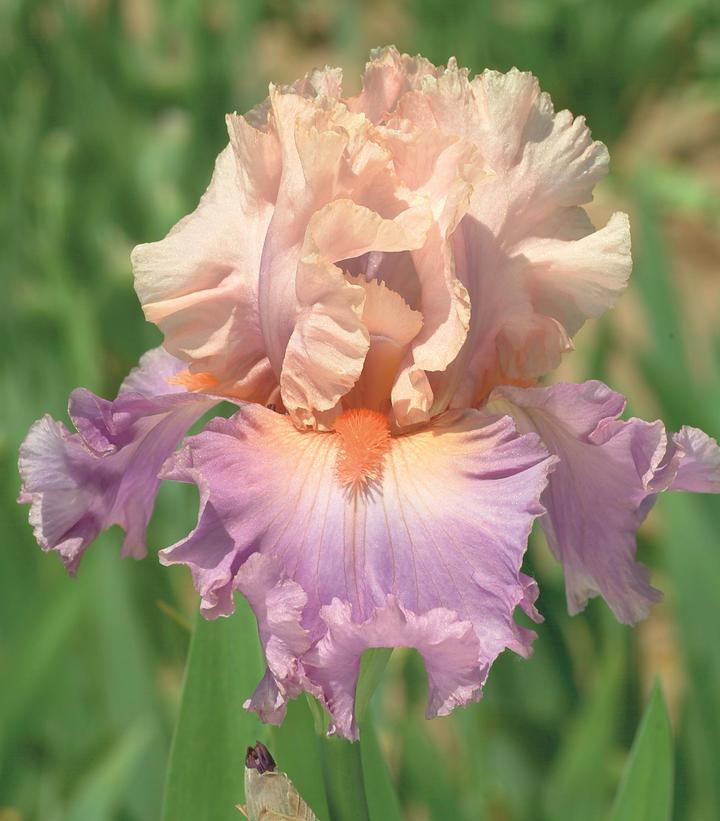 IRIS GERMANICA `DISCOVERED TREASURE` (PINK/VIOLET)