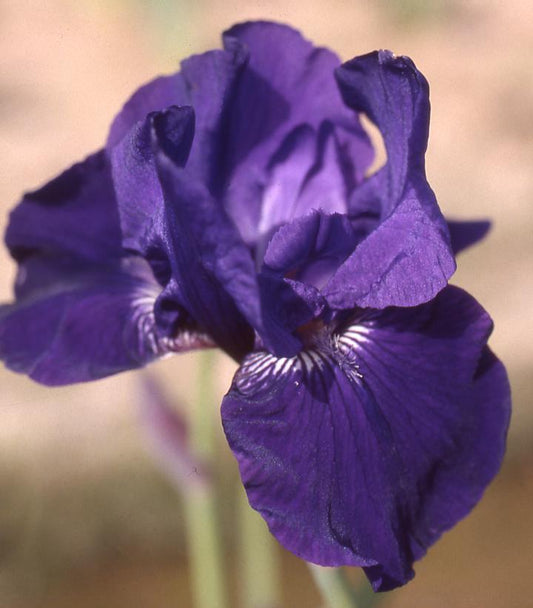 IRIS GERMANICA `HALSTON` (PURPLE)