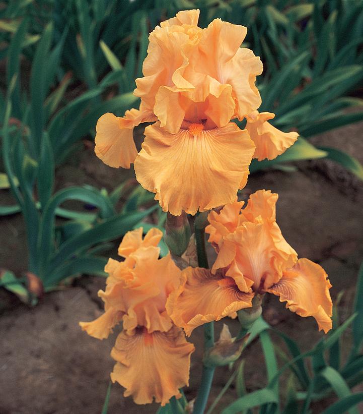 IRIS GERMANICA `MANGO ENTREE` (ORANGE)