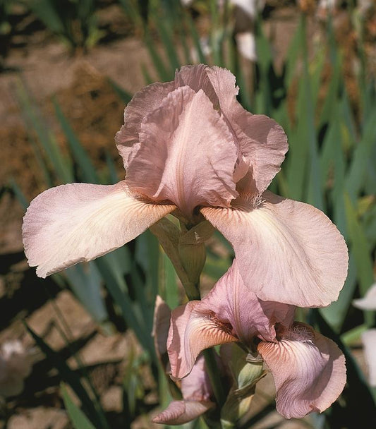 IRIS GERMANICA `PRECIOUS LITTLE PINK` (PINK)