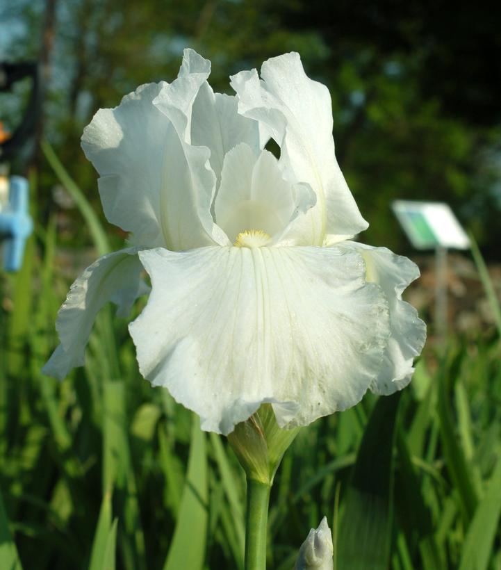 IRIS GERMANICA `RENOWN` (WHITE)