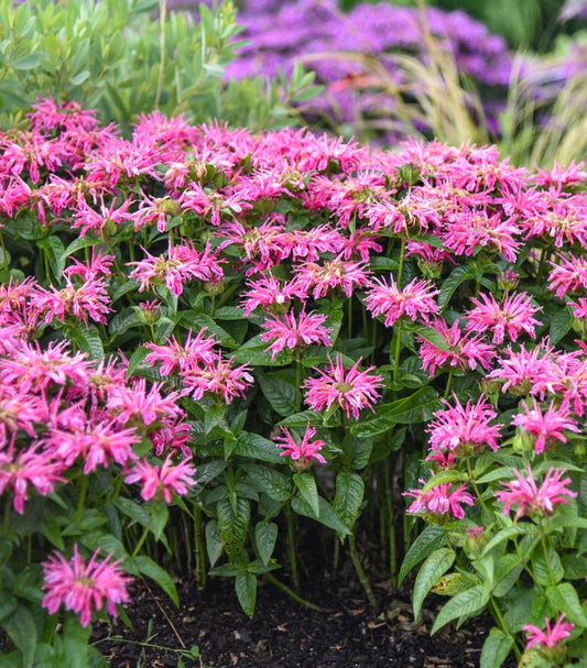 MONARDA `LEADING LADY PINK`