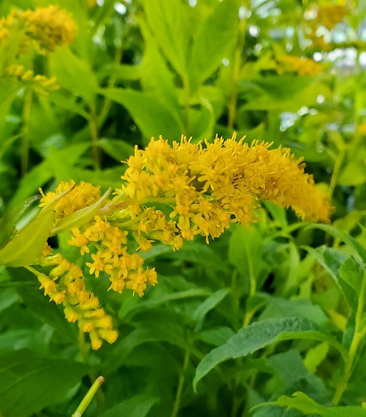 SOLIDAGO RUGOSA-Goldenrod