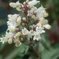 PENSTEMON DIGITALIS `HUSKER RED`