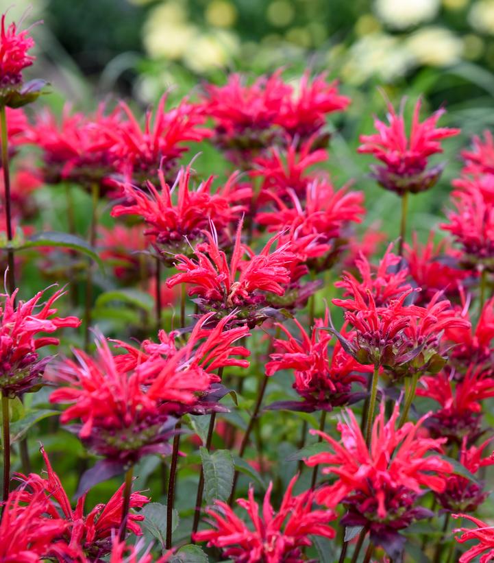 MONARDA UPSCALE® `RED VELVET`-Bee Balm; Bergamot