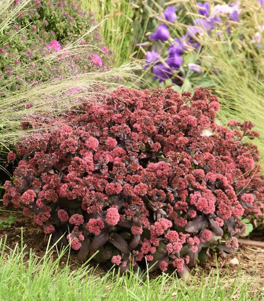 SEDUM ROCK `N GROW `MIDNIGHT VELVET`