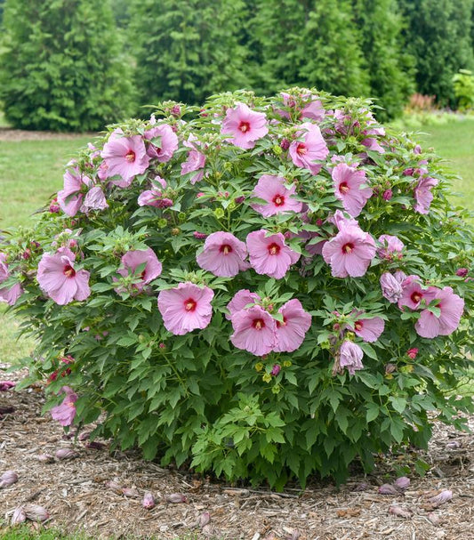 HIBISCUS SUMMERIFIC `LILAC CRUSH`