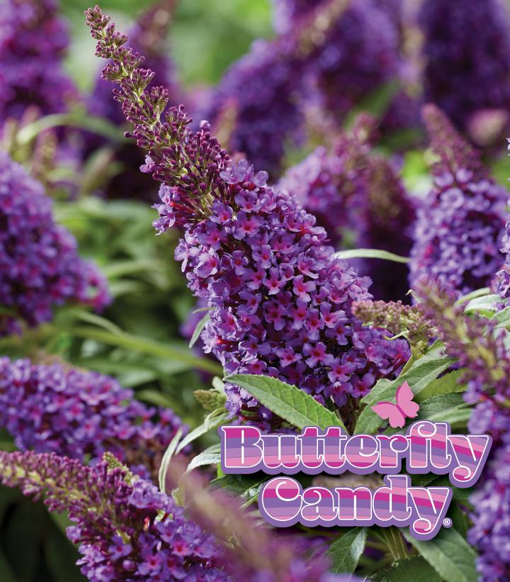 BUDDLEIA DAVIDII BUTTERFLY CANDY `LIL GRAPE`