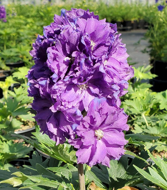 DELPHINIUM DELGENIUS `KINGSLEY` (PURPLE)