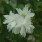 PHILADELPHUS `BUCKLEY`S QUILL`