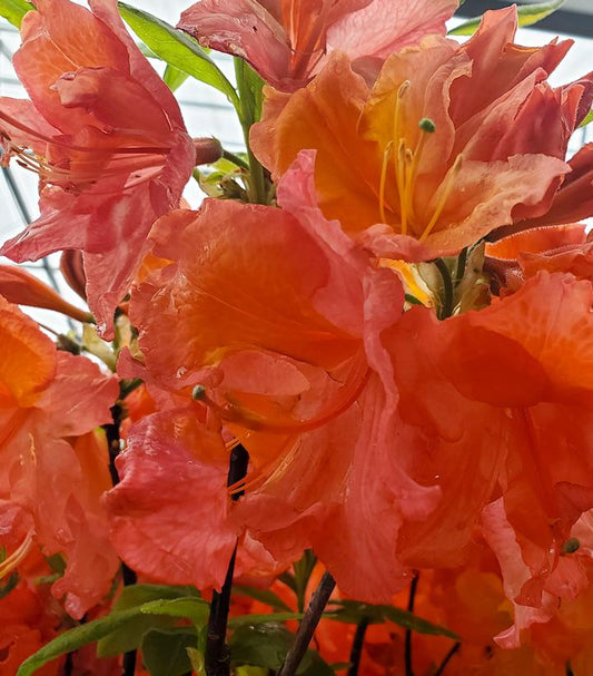 AZALEA EXBURY `MOUNT ST. HELENS`